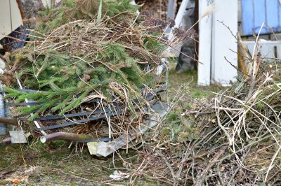 Pine Straw Removal