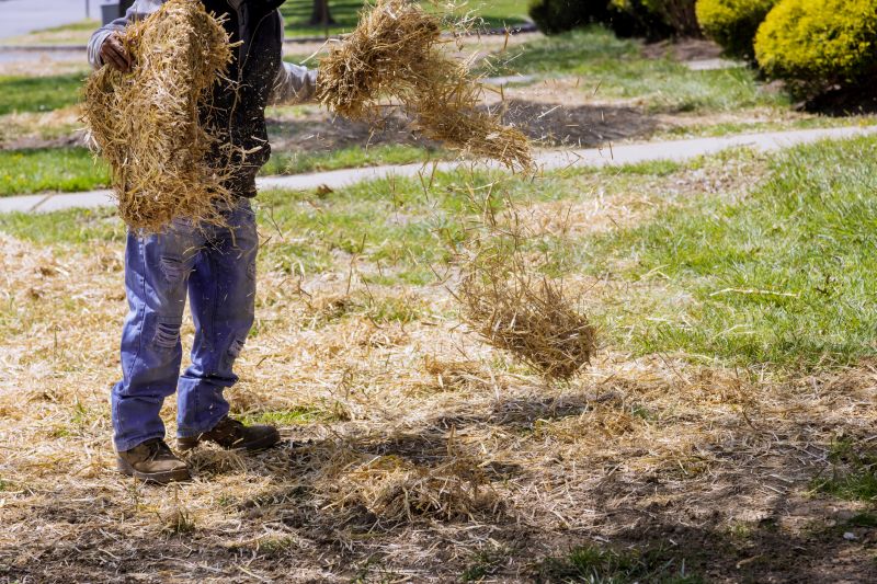 Pine Straw Removal in Progress