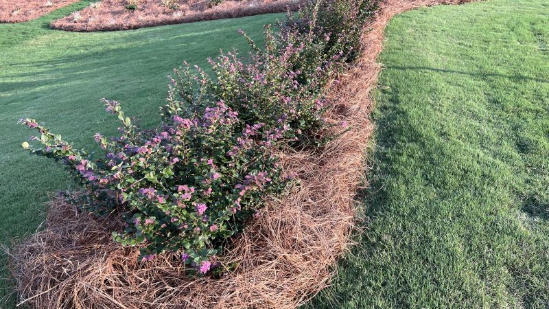 Completed Pine Straw Removal