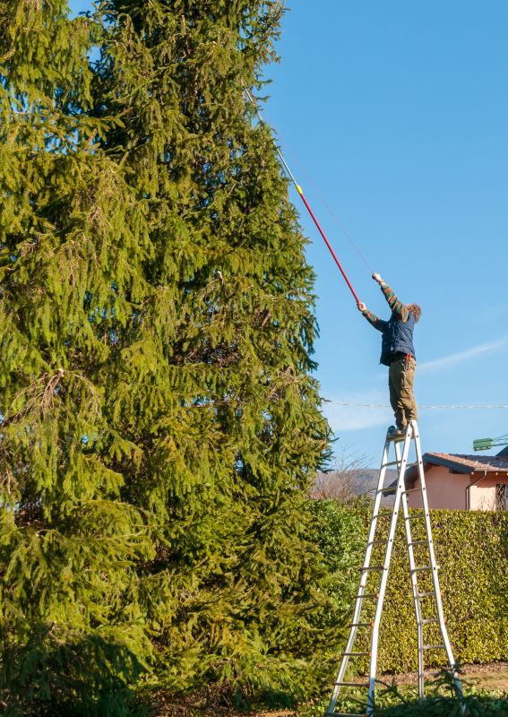 Tree Care Professionals